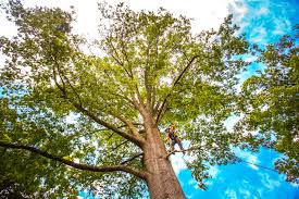 Best Emergency Tree Removal  in Slater Marietta, SC
