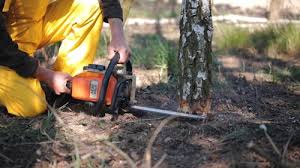 Best Tree Cabling and Bracing  in Slater Marietta, SC