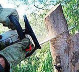  Slater Marietta, SC Tree Services Pros