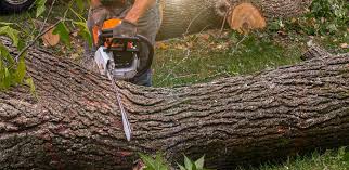 Best Utility Line Clearance  in Slater Marietta, SC