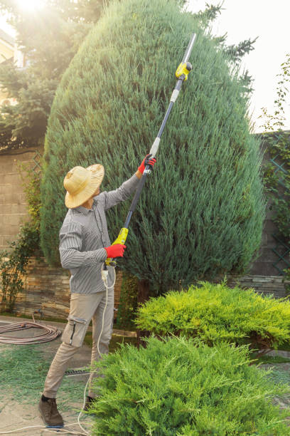 Best Organic Lawn Care Solutions  in Slater Marietta, SC