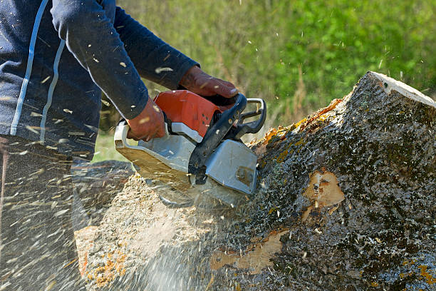 Best Tree Maintenance Programs  in Slater Marietta, SC
