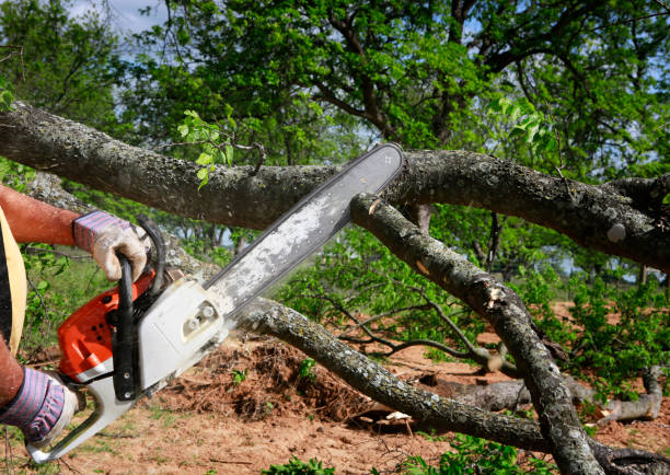 How Our Tree Care Process Works  in  Slater Marietta, SC
